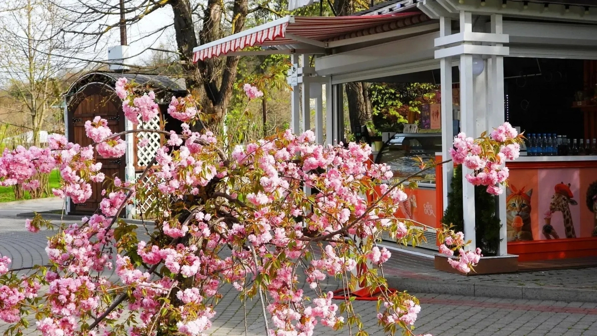 Нежно-розовый вайб: в Абрау-Дюрсо под Новороссийском расцветают сакура и церцис - фотоподборка