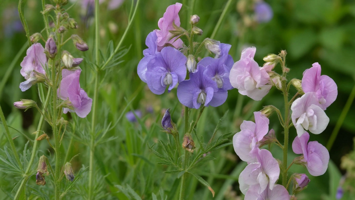 Какие цветы вырастут без рассады: 8 ленивых красавцев для весеннего посева