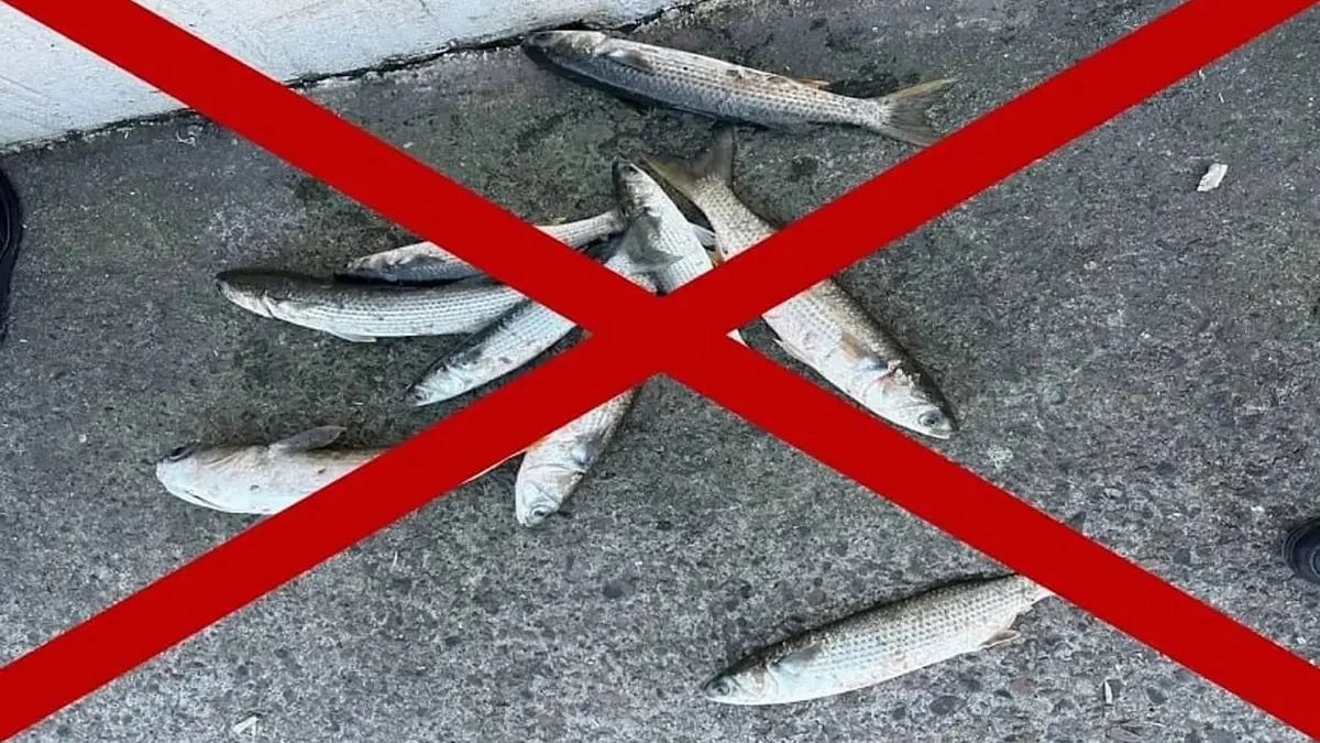 В портах Новороссийска ввели тотальный запрет на вылов кефали до мая