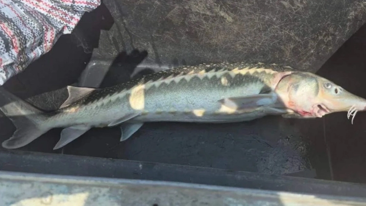 В Сочи местный житель обвиняется в незаконной добыче осетра