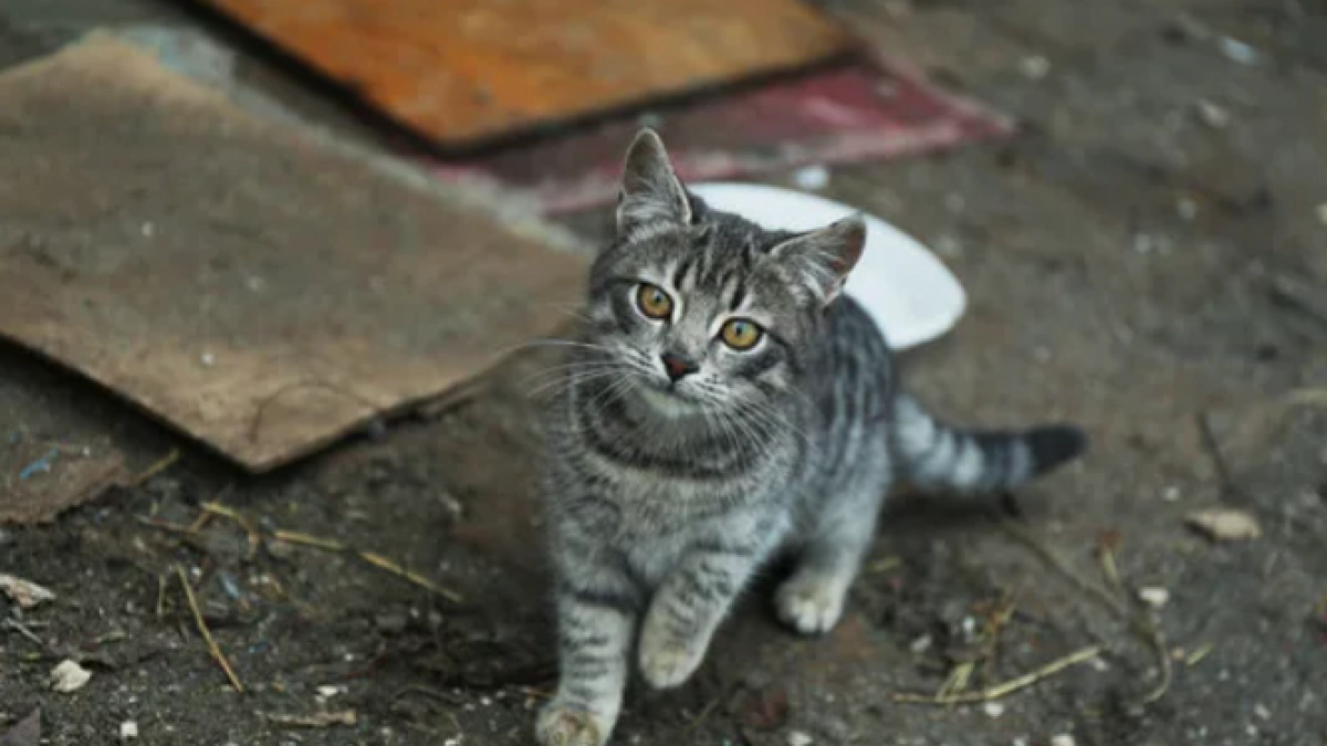 В Новороссийске предлагают установить автоматы с кормом для бездомных животных 