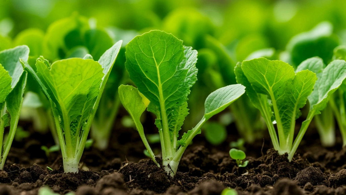 Редиска взошла? Забудьте о радости! Три жестких правила, чтобы урожай не ушел в ботву