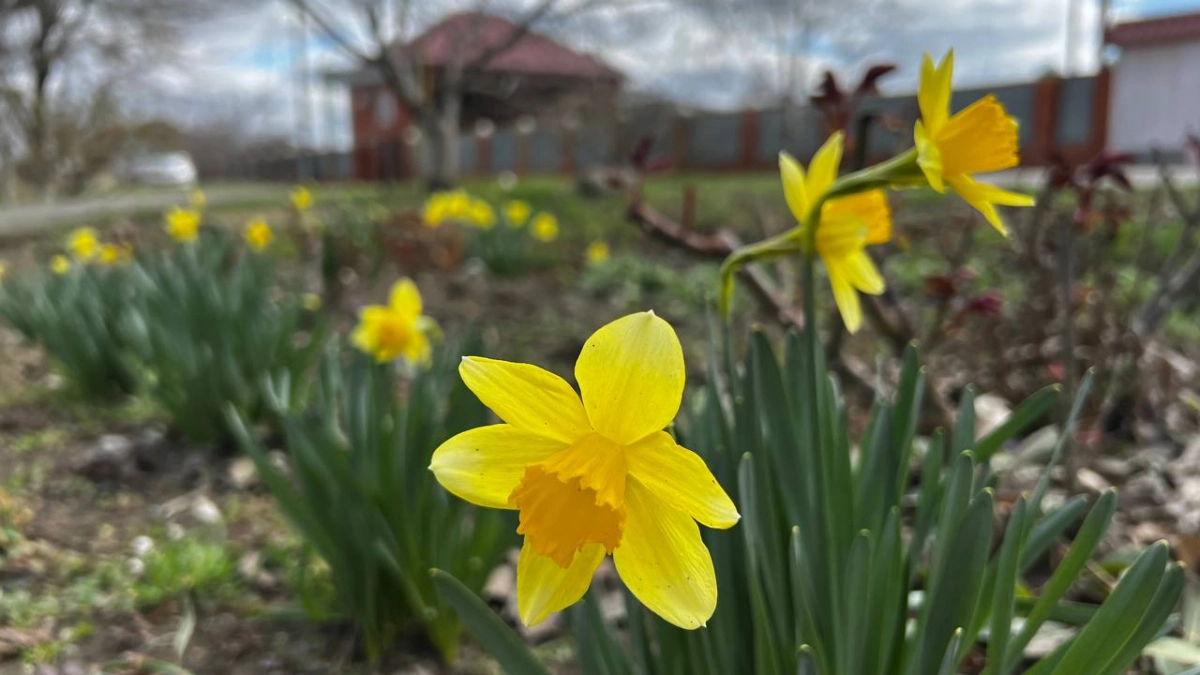 От ночных минусов к дневному плюсу: контрастная погода ждёт кубанцев 26 апреля