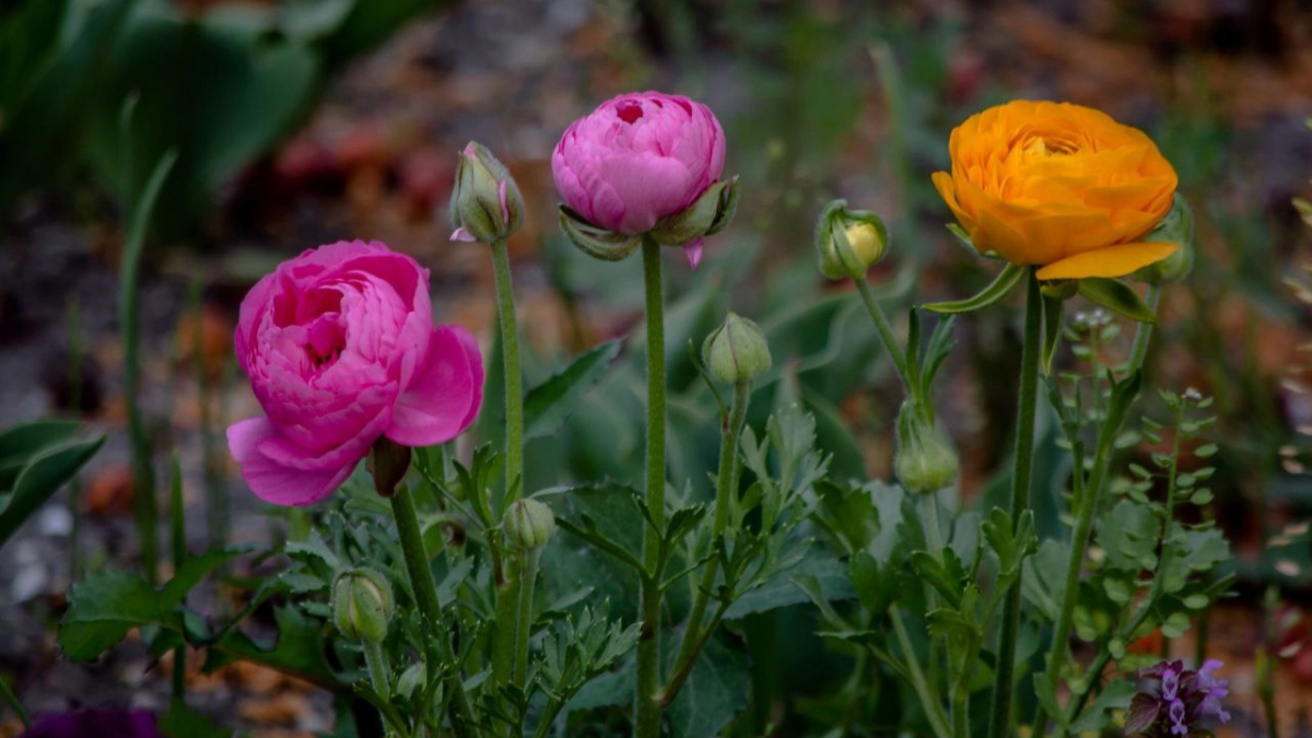 Новороссийск превратят в райский сад за 10 миллионов