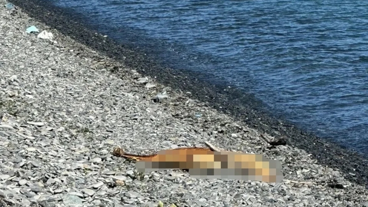 Мертвые дельфины и замазученные птицы: новороссийцы в ужасе от состояния пляжей города - шокирующие кадры