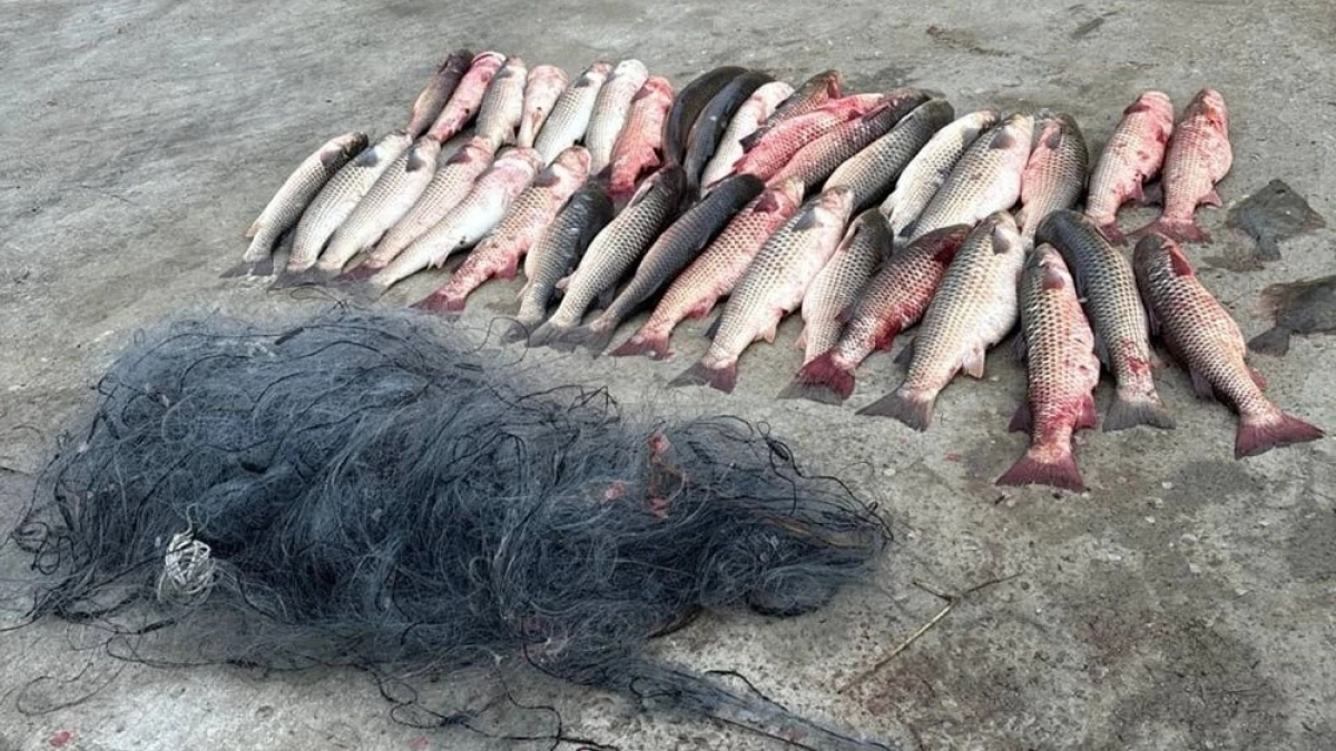 Браконьеры из Каневского района ловили осетра, камбалу и пиленгаса сетями: ущерб превысил 350 тысяч рублей 