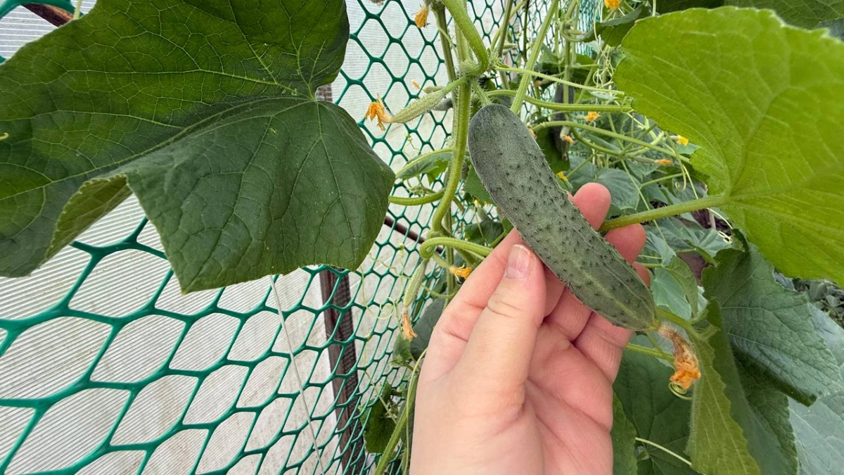 Секрет щедрого огорода: мои огурцы дают по 10 кг с куста и никогда не горчат