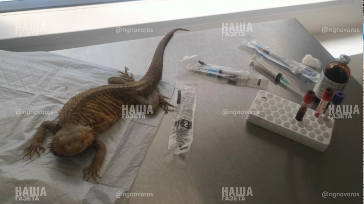 «Наших животных похитили и устраивали с ними незаконные фотосъемки»: волонтер из Новороссийска рассказала шокирующую историю  