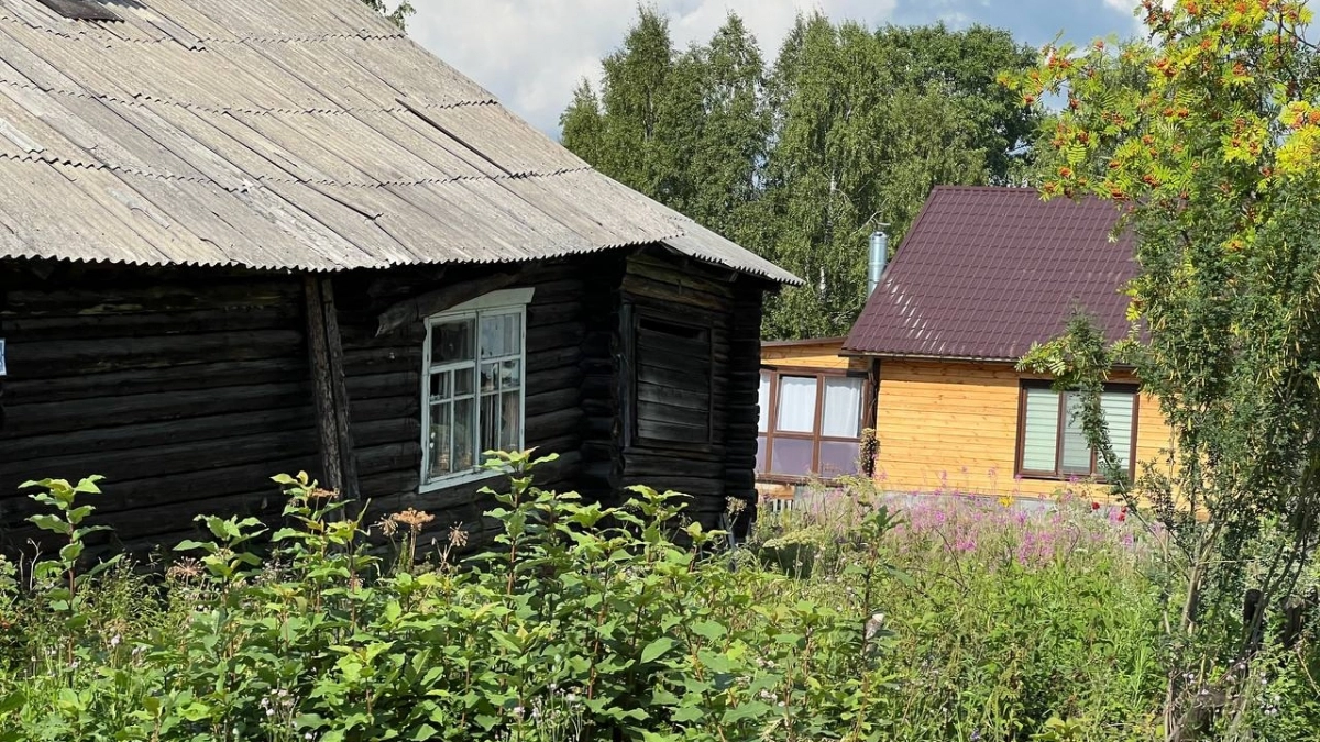 За это дерево на участке могут оштрафовать на 50 000 рублей