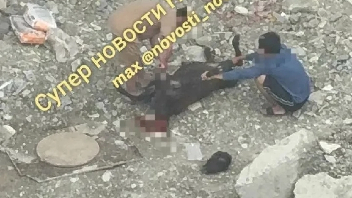 Рабочие на стройке в Новороссийске зарезали барана средь бела дня 