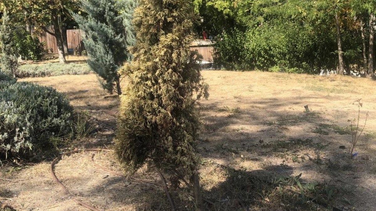 Более 1,9 тыс. деревьев и кустарников пострадали от ветра в парке им. Фрунзе