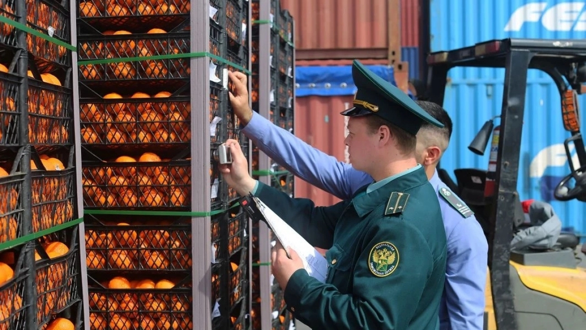 Вся партия будет уничтожена: 842 тонны мандаринов из Кипра под видом турецких пытались ввезти в Новороссийск