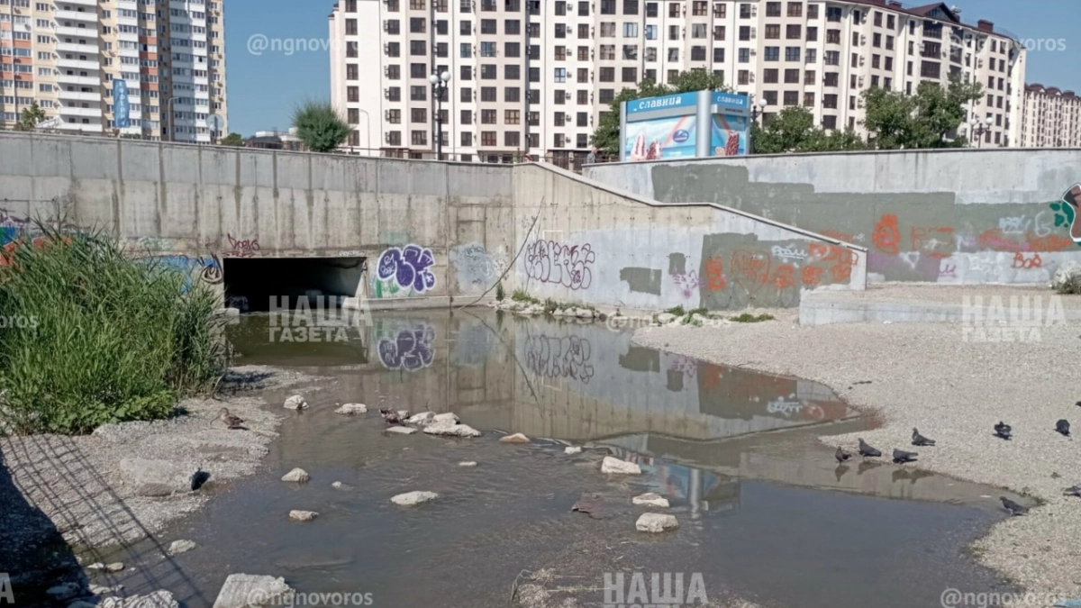 В Новороссийске неподалеку от пляжа «Кристалл» из ливневки выплывает пена и мертвые караси 
