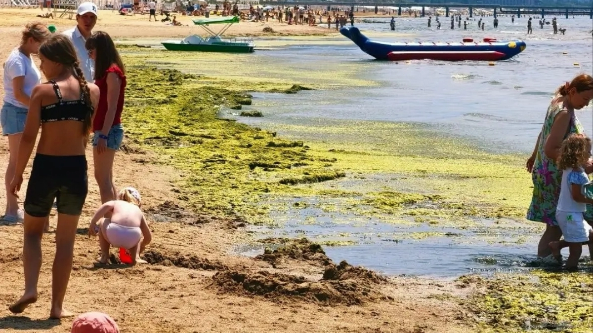 Море в Анапе превращается в болото: на пляжах зацвела камка  