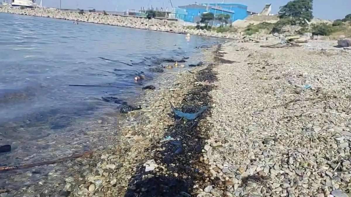 Волочаевский берег на Шесхарисе в Новороссийске сегодня утром покрылась мазутом