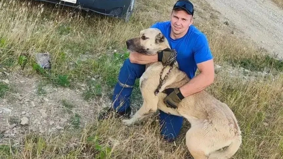 В Новороссийске сбежавшая собака обмотала цепь вокруг дерева и оказалась в ловушке: на помощь пришли спасатели
