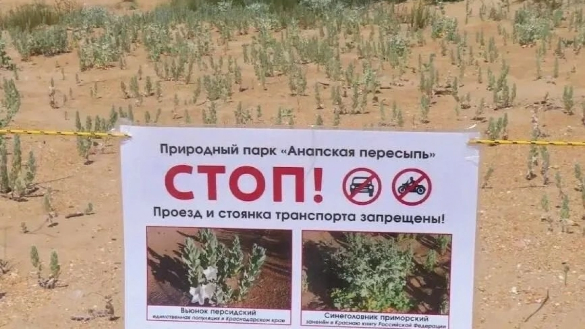 Хрупкое чудо на песке: в Анапе спасают растение, которого нет больше нигде на Кубани 