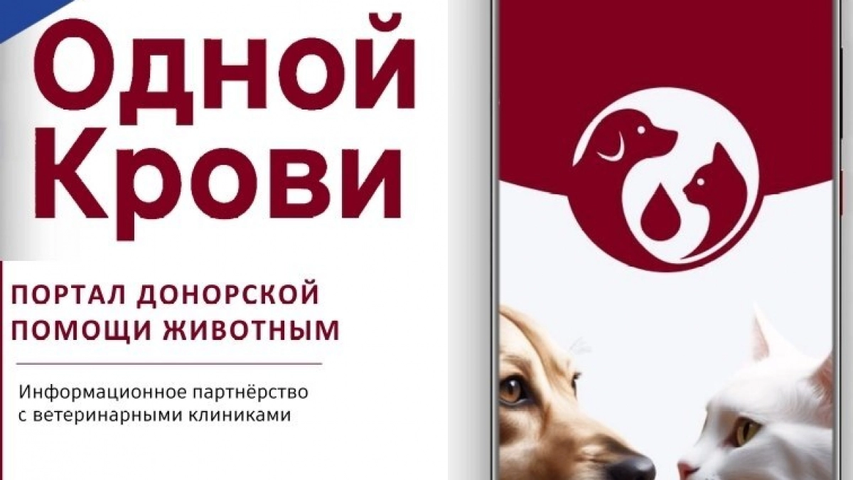«Хвостатый донор»: в России запустили базу крови для кошек и собак
