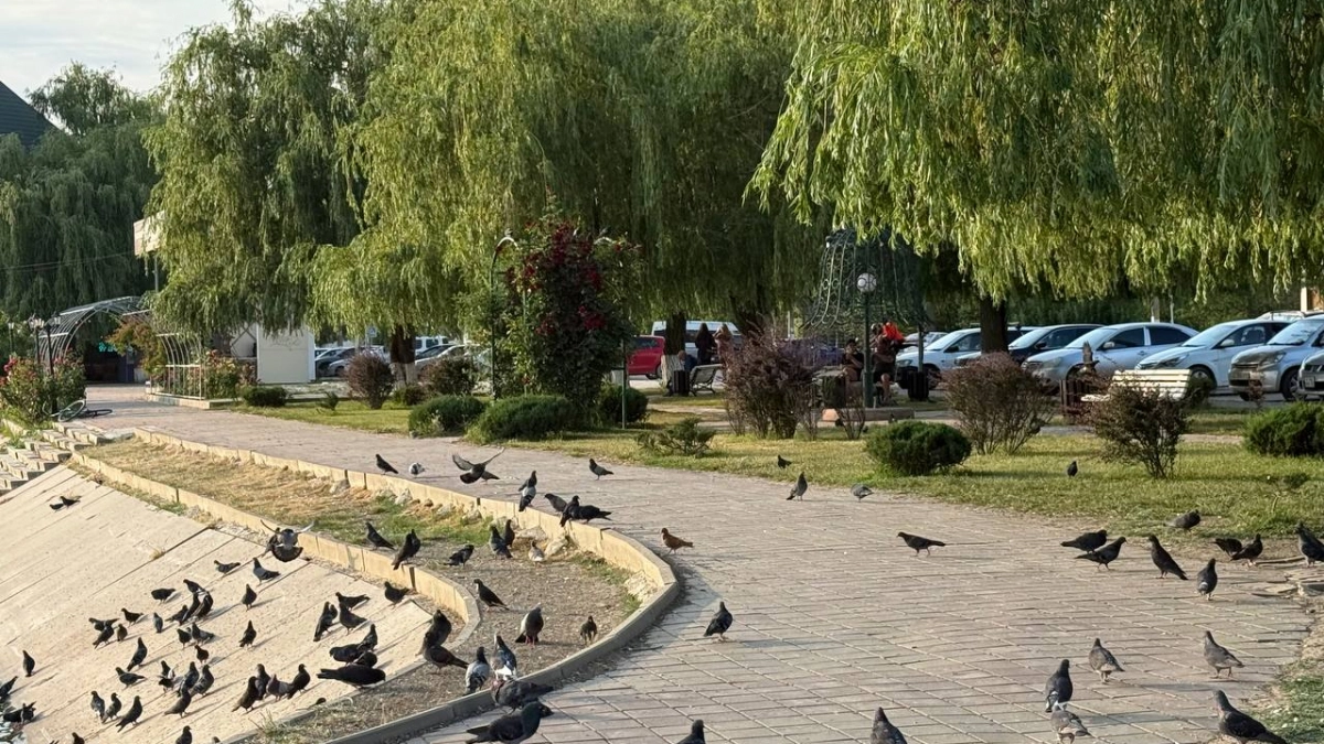 До +39°: экстремальная жара ожидается на Кубани 23 августа