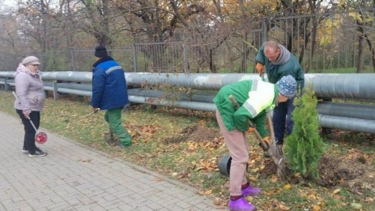 Зелёный каркас Новороссийска: вдоль школьных заборов появится 300 тысяч кустарников
