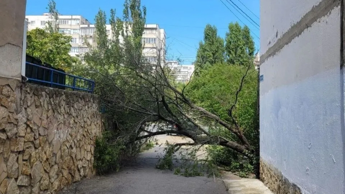 Норд-ост атакует: ветер крушит тополя, рвет провода и давит машины в Новороссийске