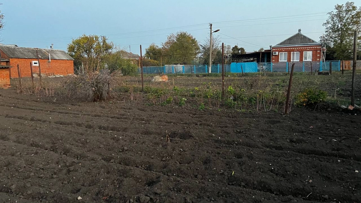 В сентябре сыплю горчицу и овёс по грядкам — и весной земля как пух, а урожай удивляет