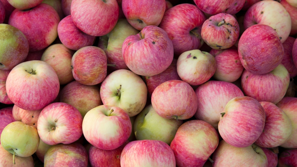 Что приготовить из яблок, кроме шарлотки: 10 простых идей из обычных продуктов