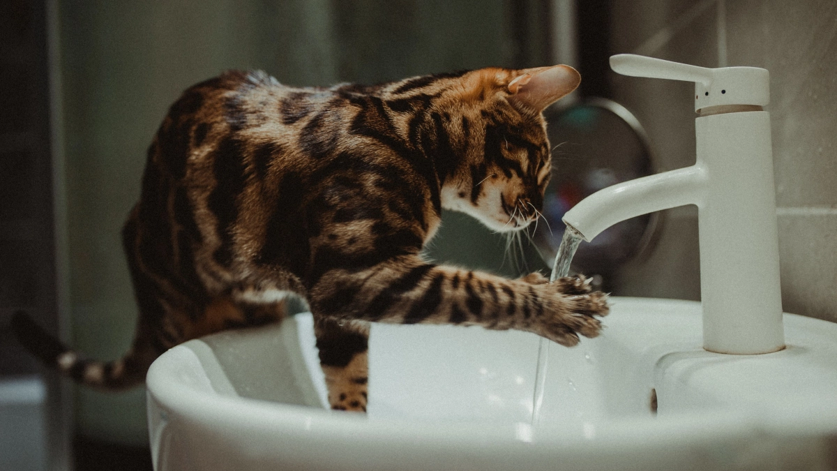 Почему кошка следит за каждой уборкой: 3 тайные причины, о которых мало кто знает