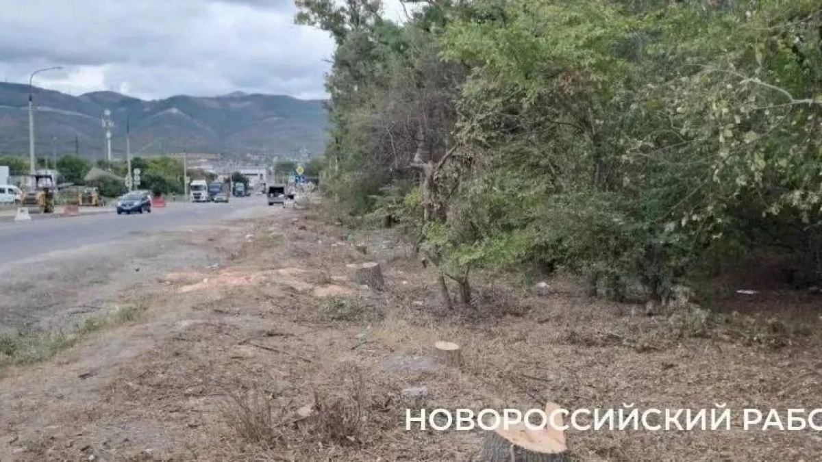 Пила по живому: в Новороссийске ради расширения дороги вырубили десятки взрослых деревьев