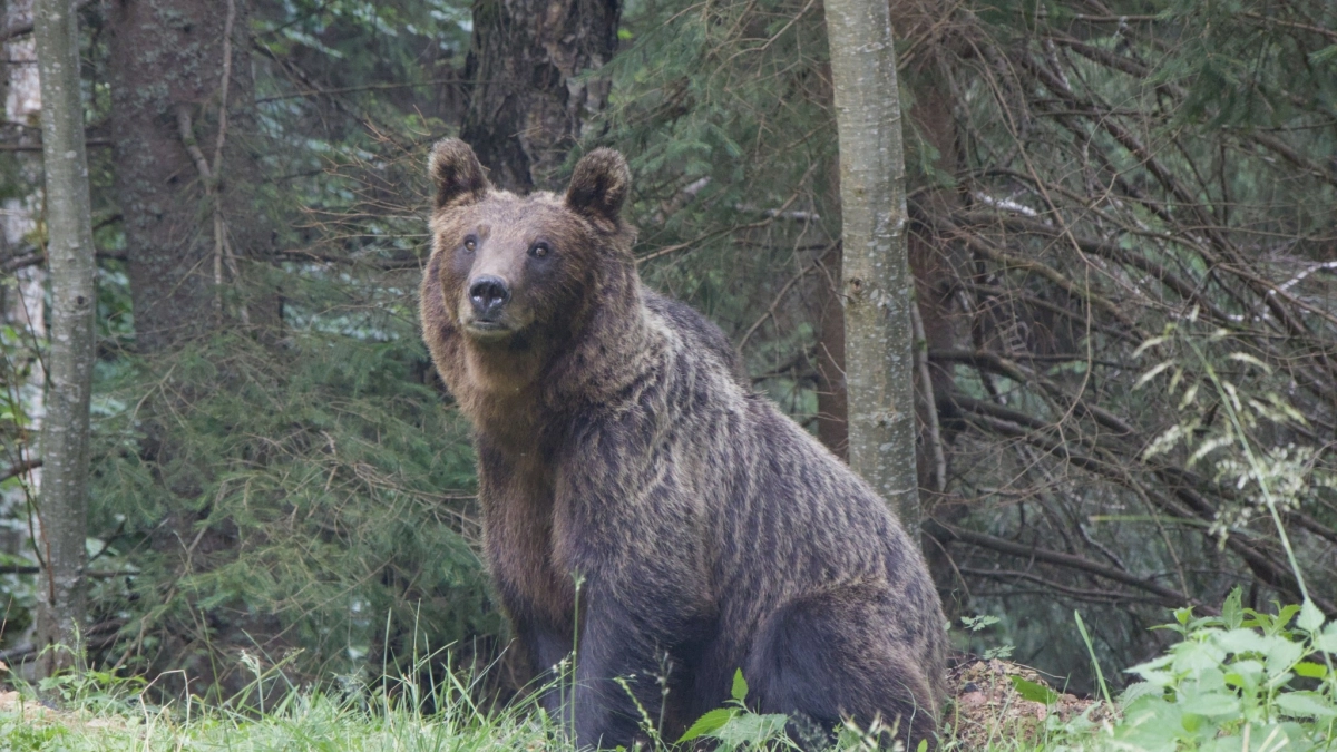 Почему медведь весом 300 кг иногда отступает перед собакой в 20 кг