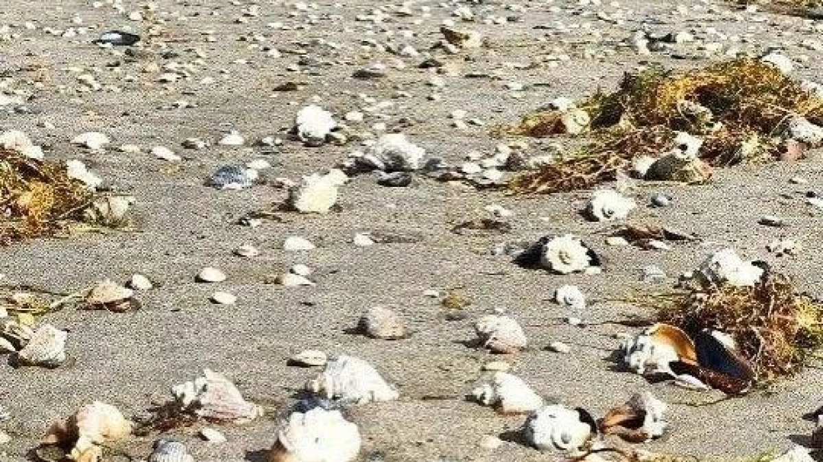 Деликатес под ногами: берег Анапы после шторма превратился в ковер из рапанов