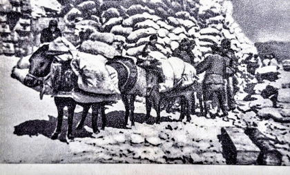 «Исусова кавалерия»: как ослиный десант решил проблему снабжения на Малой земле в Новороссийске