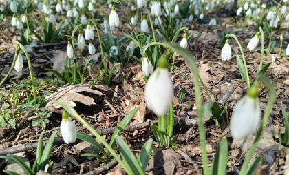 Как в сказке «12 месяцев»: где можно полюбоваться подснежниками в окрестностях Новороссийска 