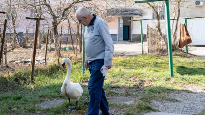 Дружба птицы и человека: лебедь Гоша из Абрау-Дюрсо под Новороссийском каждое утро встречает своего товарища – пенсионера у подъезда