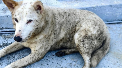 Люди дышат бензолом, животные ходят в черных пятнах: в Туапсе продолжаются «нефтяные дожди» и тушение пожара на морском терминале 