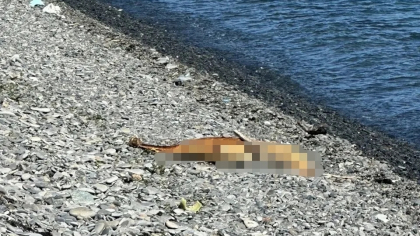 Мертвые дельфины и замазученные птицы: новороссийцы в ужасе от состояния пляжей города - шокирующие кадры