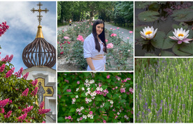 Розы, лаванда, каштаны и кувшинки: список цветущих локаций Новороссийска